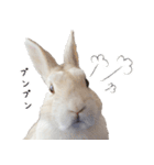 Ranmaru Tube -保護うさぎ蘭丸- vol.1（個別スタンプ：15）