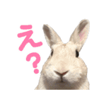 Ranmaru Tube -保護うさぎ蘭丸- vol.1（個別スタンプ：17）