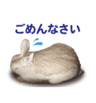 Ranmaru Tube -保護うさぎ蘭丸- vol.1（個別スタンプ：19）