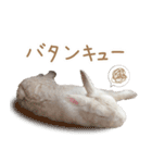 Ranmaru Tube -保護うさぎ蘭丸- vol.1（個別スタンプ：21）