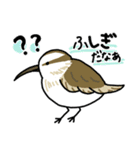 鳥！とり！トリ！（個別スタンプ：13）