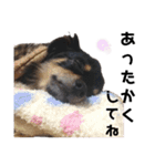 チワワのぴろちゃん③（個別スタンプ：27）