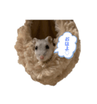 ハムスター界のそうたくん2（個別スタンプ：1）