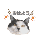 ハチワレねこの小梅ちゃん（個別スタンプ：1）