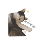ハチワレねこの小梅ちゃん（個別スタンプ：2）