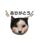 ハチワレねこの小梅ちゃん（個別スタンプ：3）