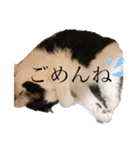 ハチワレねこの小梅ちゃん（個別スタンプ：4）