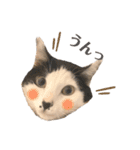 ハチワレねこの小梅ちゃん（個別スタンプ：5）