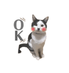ハチワレねこの小梅ちゃん（個別スタンプ：6）