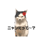 ハチワレねこの小梅ちゃん（個別スタンプ：7）
