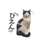 ハチワレねこの小梅ちゃん（個別スタンプ：8）