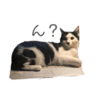 ハチワレねこの小梅ちゃん（個別スタンプ：10）