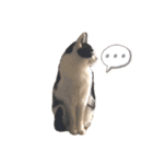 ハチワレねこの小梅ちゃん（個別スタンプ：12）