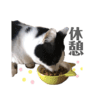 ハチワレねこの小梅ちゃん（個別スタンプ：14）