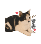 ハチワレねこの小梅ちゃん（個別スタンプ：16）