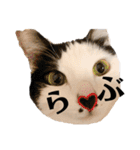 ハチワレねこの小梅ちゃん（個別スタンプ：17）