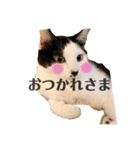 ハチワレねこの小梅ちゃん（個別スタンプ：19）