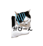 ハチワレねこの小梅ちゃん（個別スタンプ：20）