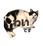 ハチワレねこの小梅ちゃん（個別スタンプ：21）