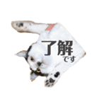 ハチワレねこの小梅ちゃん（個別スタンプ：22）