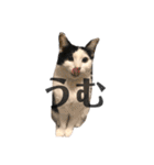 ハチワレねこの小梅ちゃん（個別スタンプ：23）