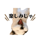 ハチワレねこの小梅ちゃん（個別スタンプ：24）