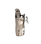 ハチワレねこの小梅ちゃん（個別スタンプ：25）