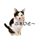 ハチワレねこの小梅ちゃん（個別スタンプ：26）