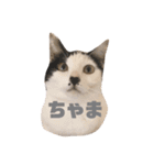 ハチワレねこの小梅ちゃん（個別スタンプ：30）