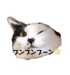 ハチワレねこの小梅ちゃん（個別スタンプ：31）