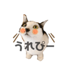 ハチワレねこの小梅ちゃん（個別スタンプ：32）