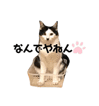 ハチワレねこの小梅ちゃん（個別スタンプ：33）