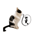 ハチワレねこの小梅ちゃん（個別スタンプ：34）
