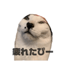 ハチワレねこの小梅ちゃん（個別スタンプ：35）
