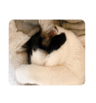 ハチワレねこの小梅ちゃん（個別スタンプ：37）