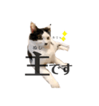 ハチワレねこの小梅ちゃん（個別スタンプ：39）