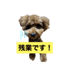 こちゃとあぢゅとはぁちゃん（個別スタンプ：18）