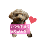 こちゃとあぢゅとはぁちゃん（個別スタンプ：39）