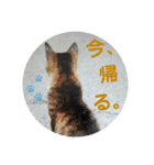 画像stamp 4（個別スタンプ：16）
