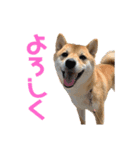 14.はな（個別スタンプ：3）