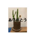 ケイズゲーム（個別スタンプ：4）