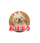 シド くん 2（個別スタンプ：1）