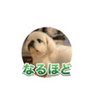 シド くん 2（個別スタンプ：7）