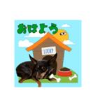 ラッキーの日常☆（個別スタンプ：3）