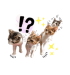保護猫4兄弟日常スタンプ①（個別スタンプ：1）