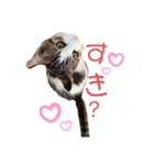 保護猫4兄弟日常スタンプ①（個別スタンプ：3）