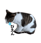 保護猫4兄弟日常スタンプ①（個別スタンプ：11）