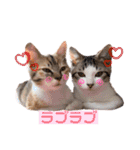 保護猫4兄弟日常スタンプ①（個別スタンプ：13）