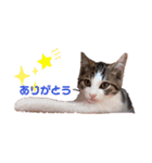 保護猫4兄弟日常スタンプ①（個別スタンプ：15）