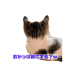 保護猫4兄弟日常スタンプ①（個別スタンプ：16）